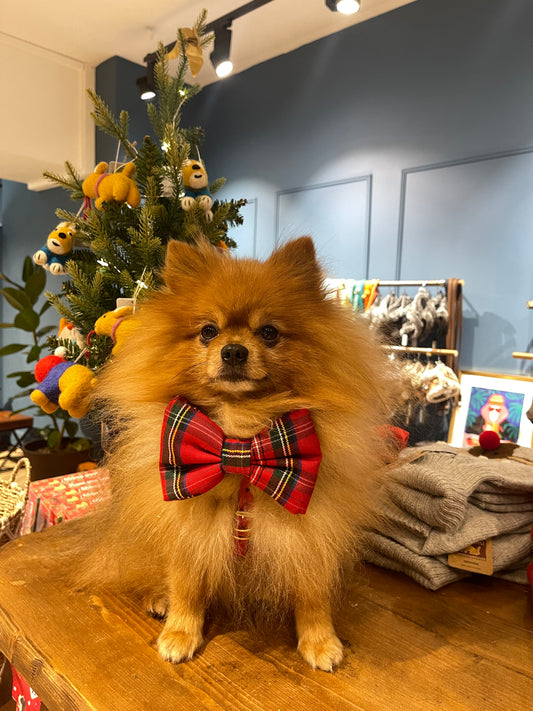 Nœud Papillon de Noël